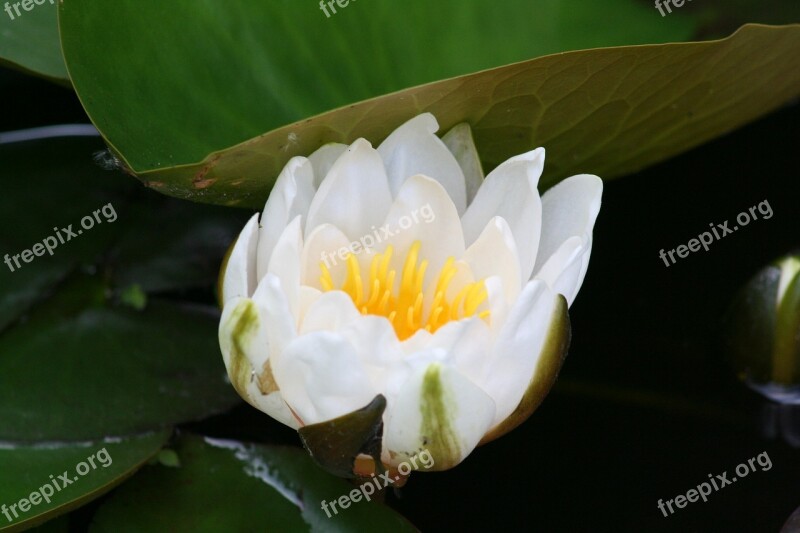 Water Lily Aquatic Plant Blossom Bloom Free Photos