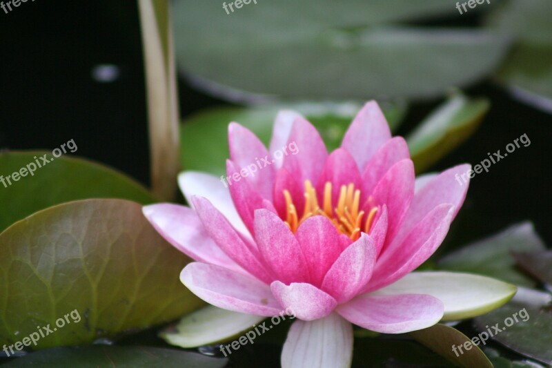 Water Lily Pink Aquatic Plant Free Photos