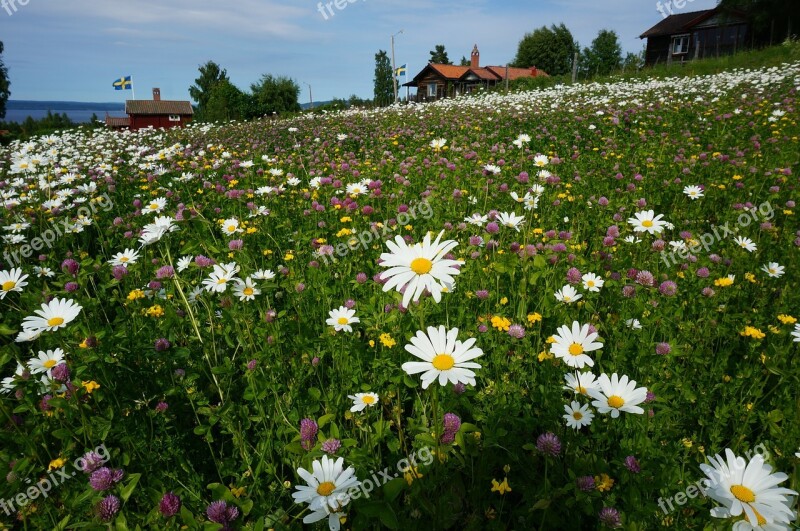 Daisy Flower Bed Tallberg The Valleys Bed