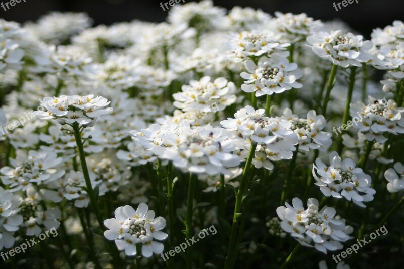 White Flowers Nature Summer Flower Free Photos