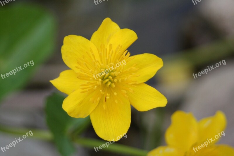 Caltha Palustris Pond Plant Nature Free Photos