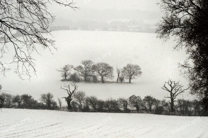 Isolation Trees Snow Ice Winter