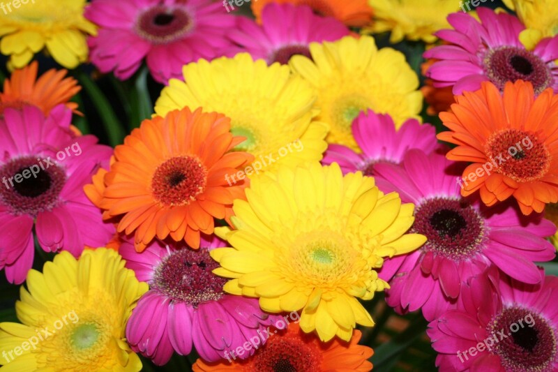 Gerbera Summer Bouquet Of Flowers Free Photos