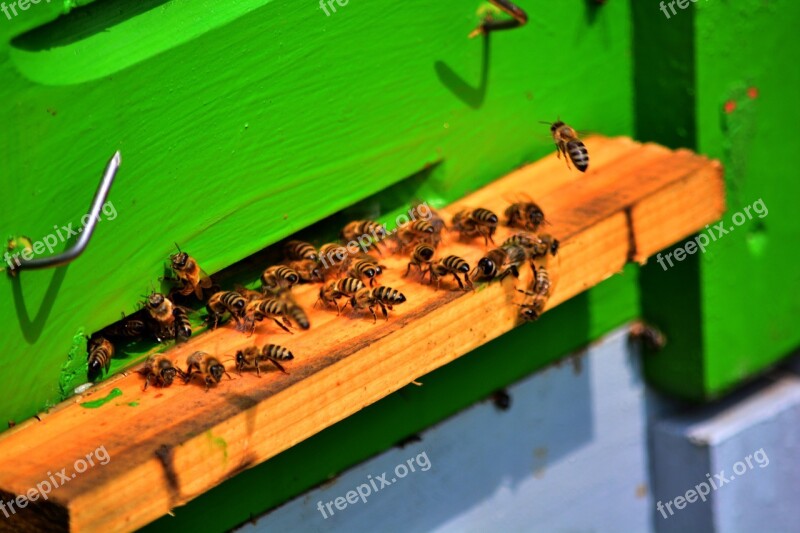 Bee Bees Honey Bee Keeper Free Photos