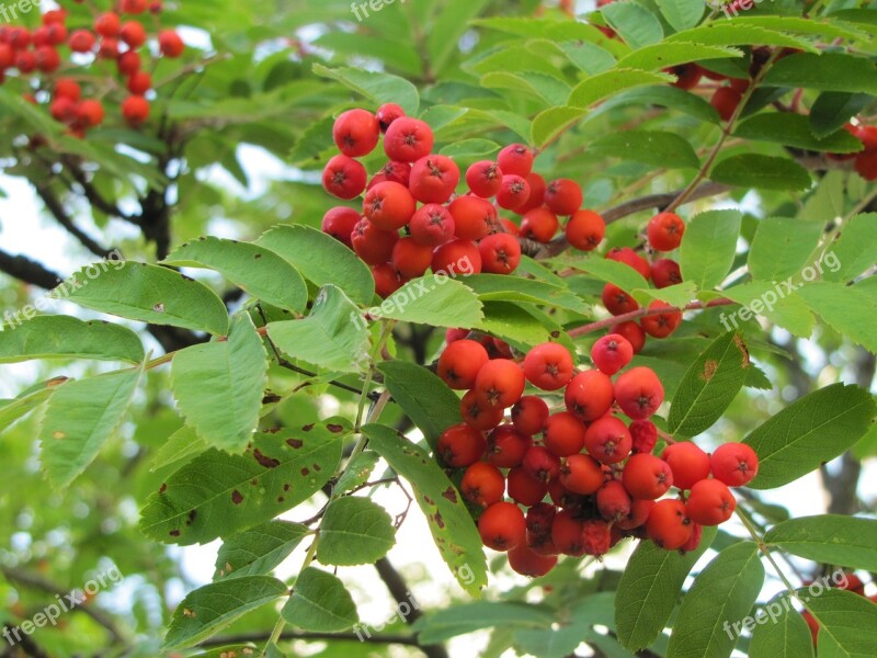 Tree Rowan Red Berries Autumn Free Photos