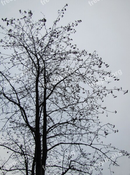 Tree Leafless Tree Autumn Winter Twilight