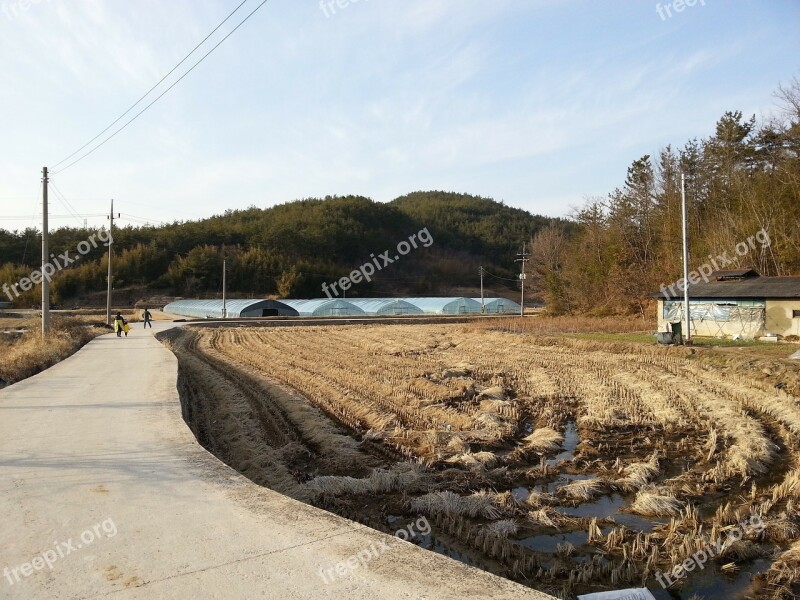 Rural Rice Fields Rural Landscape Winter Plastic Greenhouse