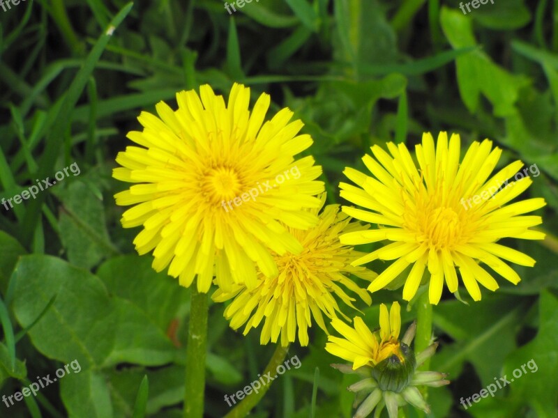 Flower Yellow Flower Dandelion Summer Free Photos