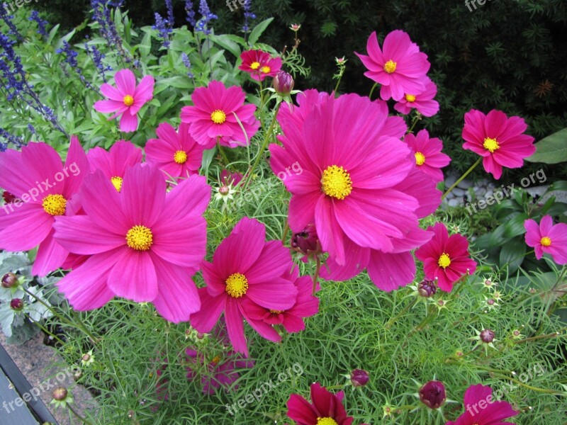 Flower Cosmos Flower Pink Ornamental Plants Free Photos