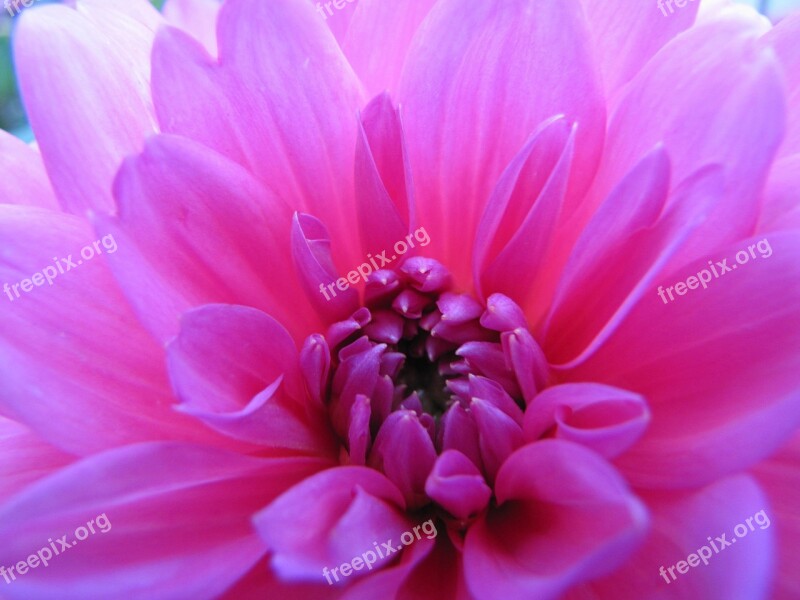 Flower Dahlia Pink Garden Plant Free Photos