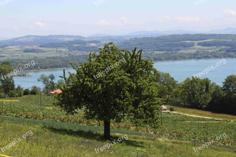 Switzerland Lake Region Of Lake Murten Water Sky