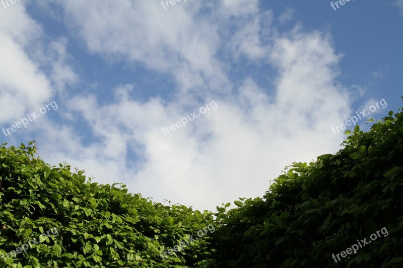 Hedge Sky Gardening Landscape Shrubs