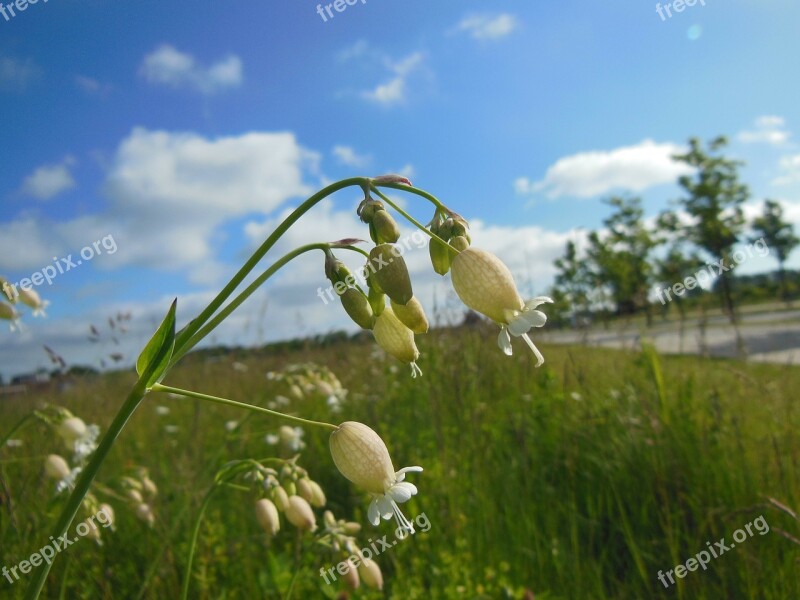 Silene Vulgaris Wild Plants Blooming Close-up Caryophyllales