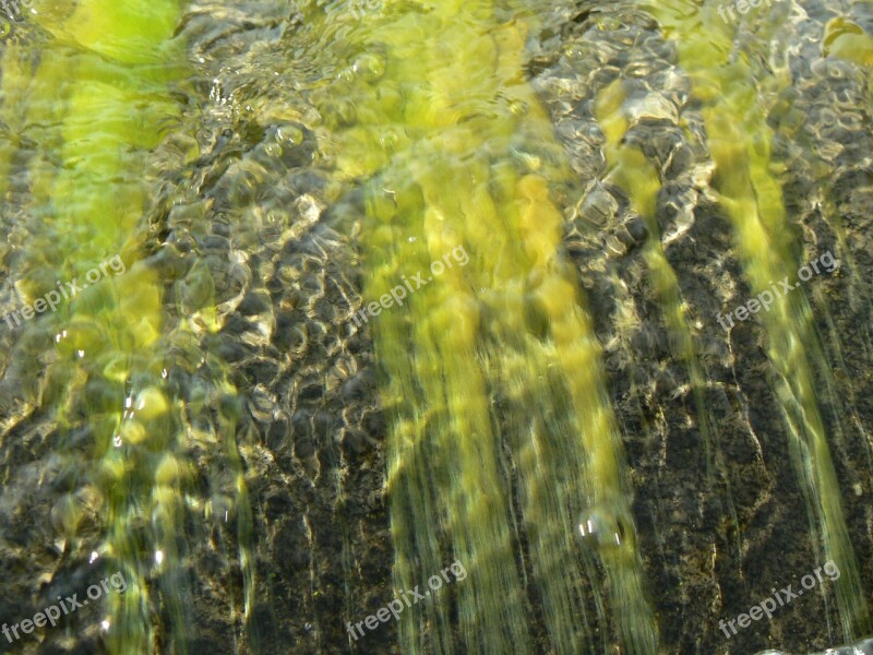 Water Seaweed Bach Free Photos