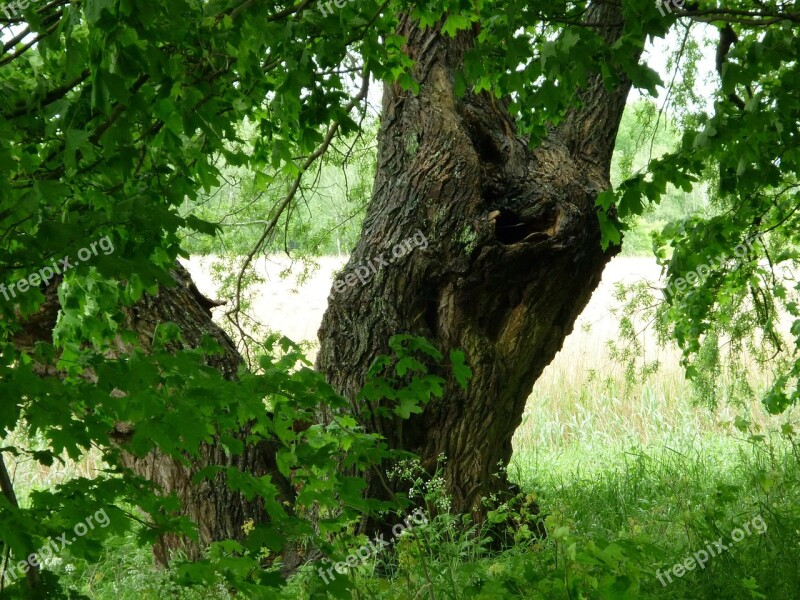 Tree Old Tree Green Tree Nature Log