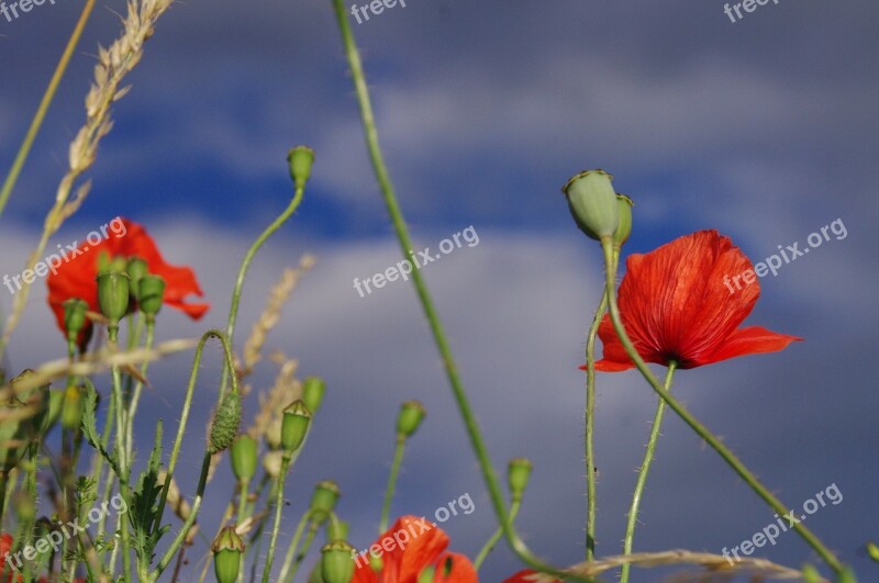 Poppy Blossom Bloom Red Flower