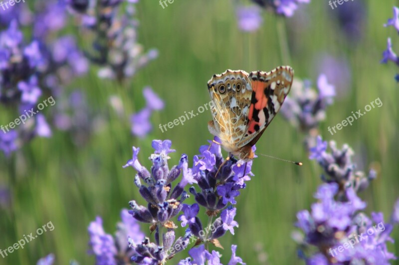 Butterfly Lavender Purple Free Photos