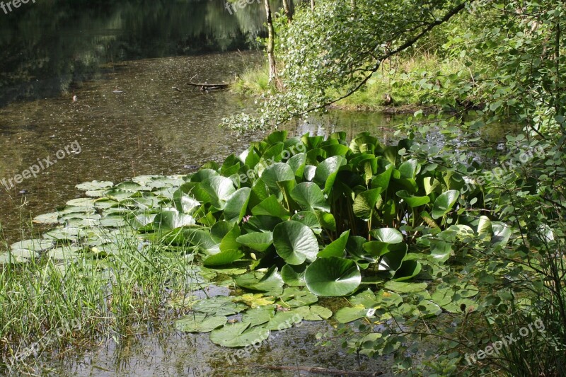 Lake Pools Biotope Water Lilies Nuphar