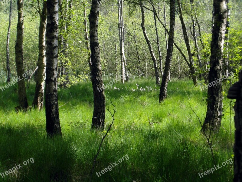 Moorland Forest Birch Green Tender