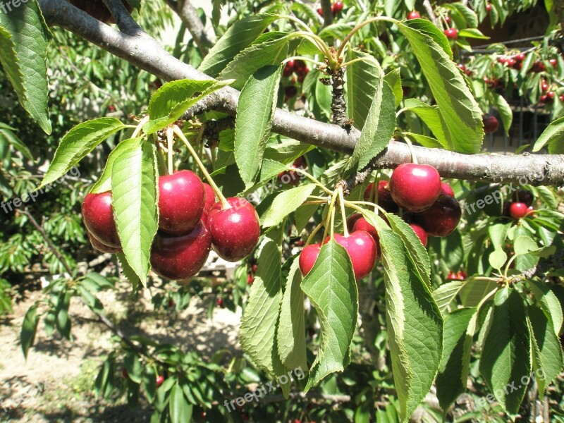 Cherries Cherry Leaves Fruit Free Photos