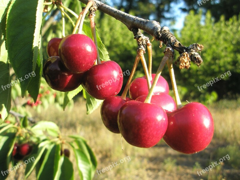 Cherries Tree Red Free Photos