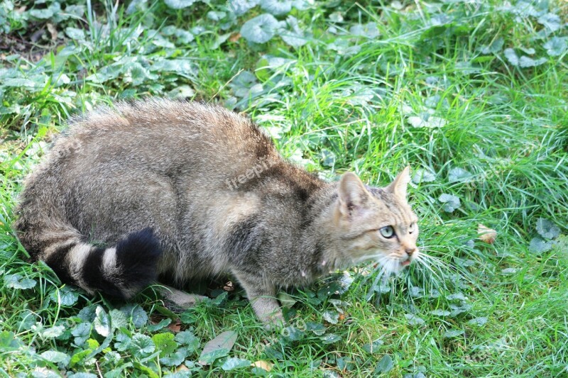 Wildcat Animal Mammal Attention Nature