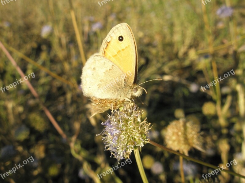 Butterfly Insects Animals Free Photos