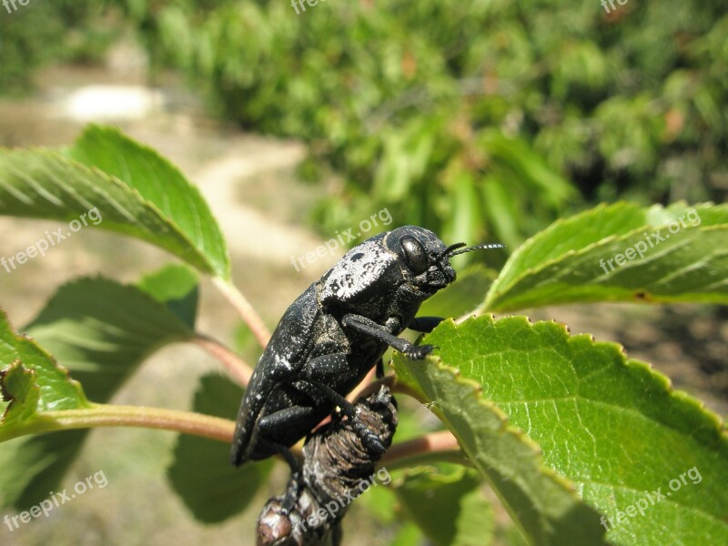 Insect Beetle Black Beetle Free Photos