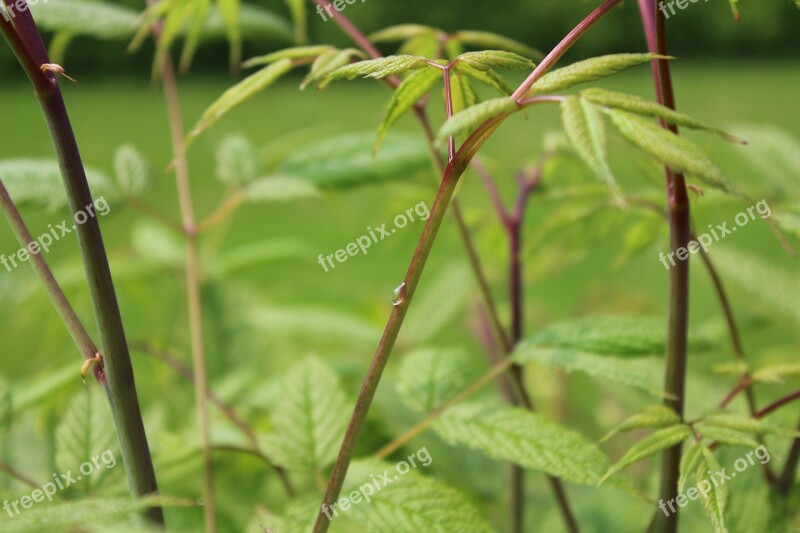 Plant Raindrop Nature Free Photos