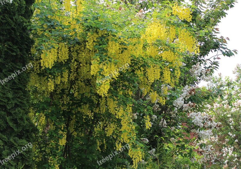 Laburnum Flowers Yellow Free Photos