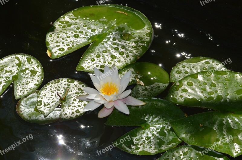 Water Lily White Flower Plants Pond