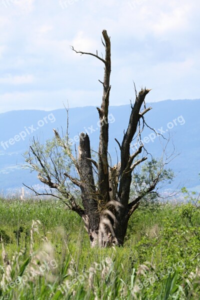 Tree Nature Scrawny Tree Log Sky