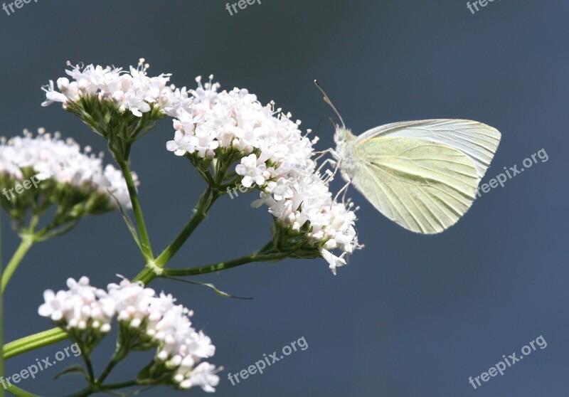 Butterfly Insect Animal Flower Nature