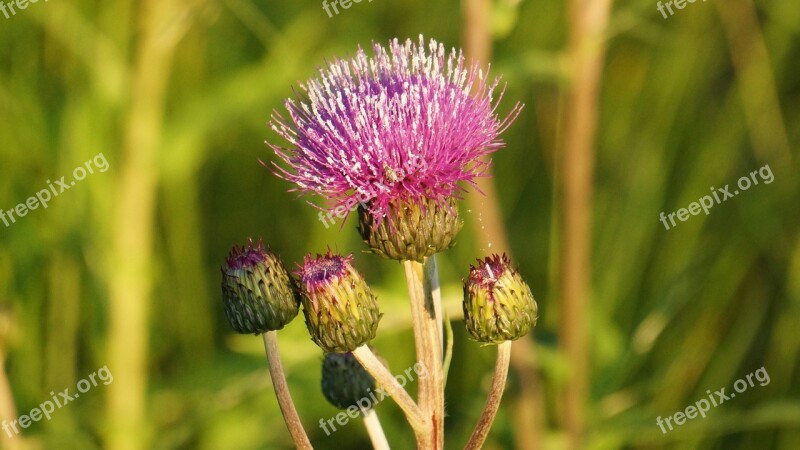 Creeping Thistle Thistle Cirsium Arvense Wildflowers Asteraceae