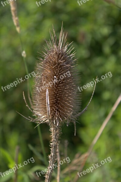 Thistle Plant Wild Flower Summer Free Photos