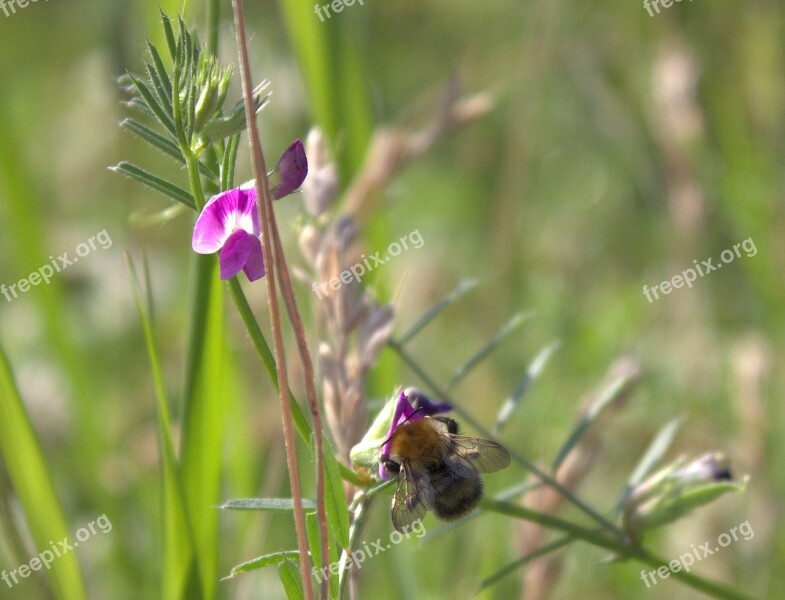 Bee Blossom Bloom Flower Pollination