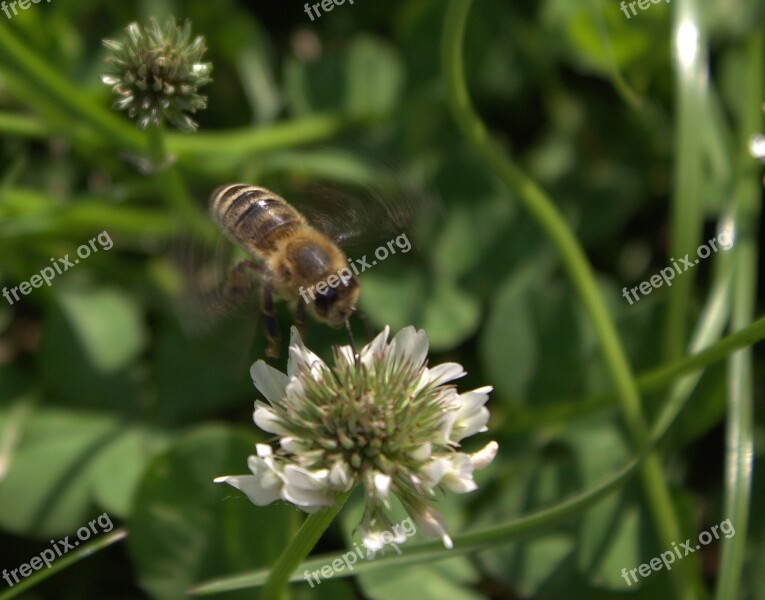 Bee Flower Insect Free Photos