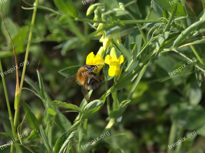 Bee Flower Insect Honey Flowers