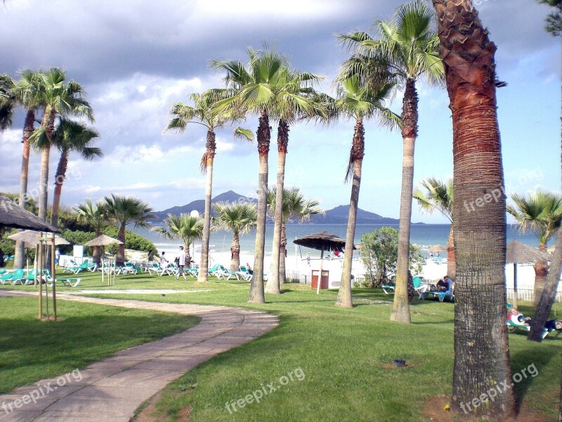 Palm Trees Beach Island Free Photos