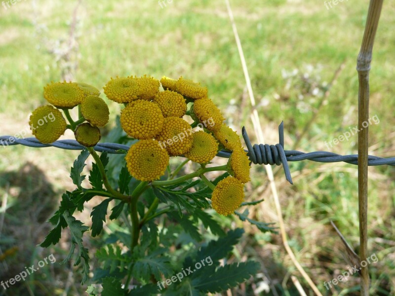 Nature Flower Yellow Barbed Wire Fence