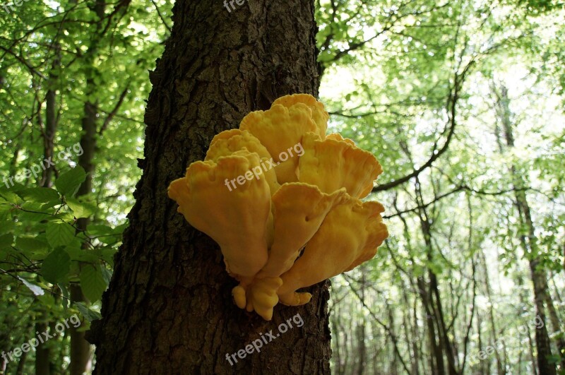 Mushroom Toxic Tree Free Photos