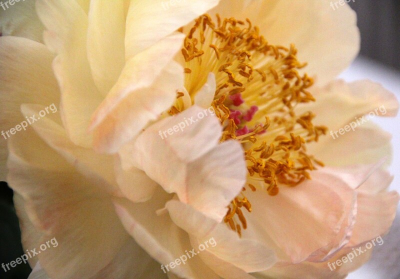 Flower Rose Way Of The Roses Peony Blossom