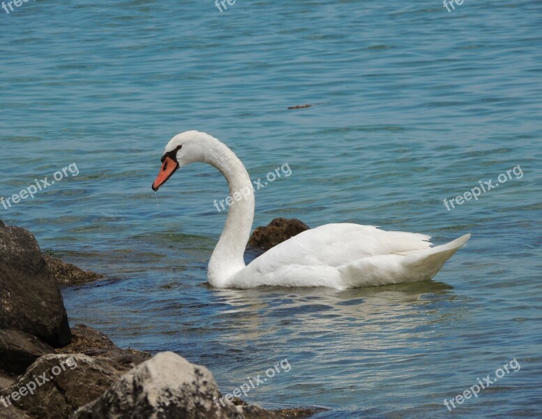 Swan Water Bird Lake Sea