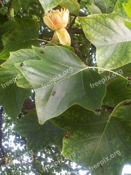 Tulip Tree Flower Big Tree Tulip Blossom Flora