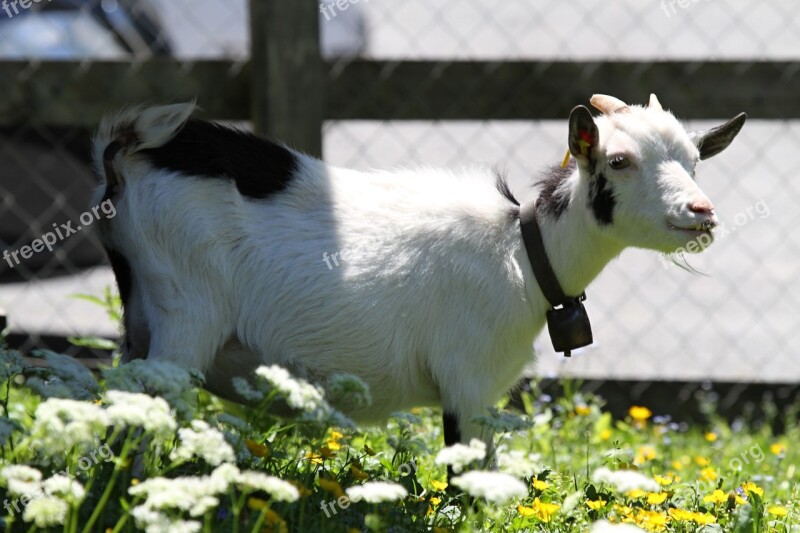 Switzerland Goat Animal Mountain Nature