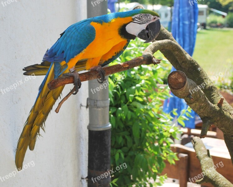 Ara Colorful Bird Parrot Feather