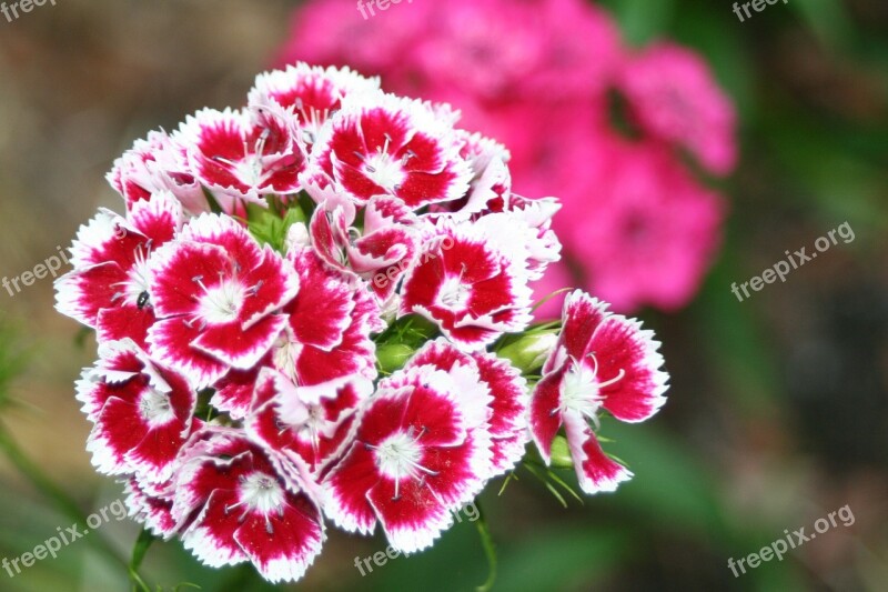 Klump Carnation Red White Carnation Carnation Flower Free Photos