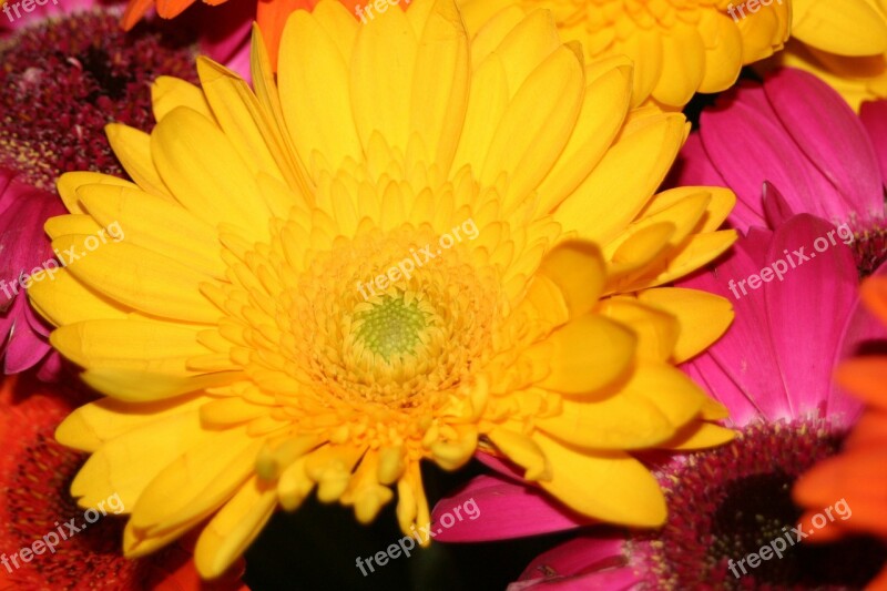 Gerbera Yellow Flower Summer Flower Free Photos