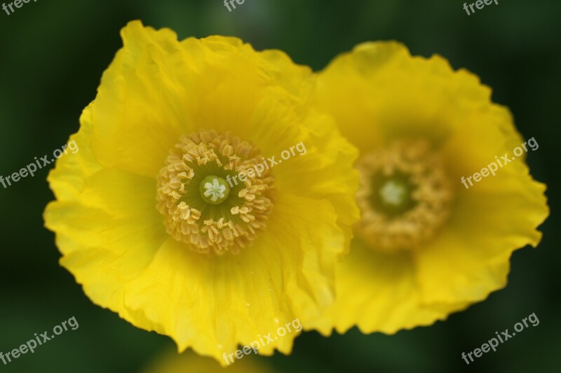 Yellow Flower Blossom Bloom Poppy