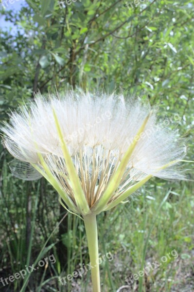 Sonchus Oleraceus Plant Medicinal Plants Weed Herbs